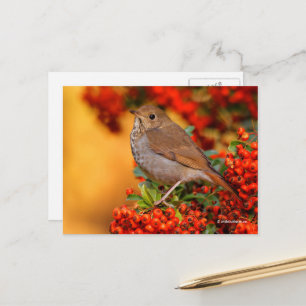 Stunning Hermit Thush Songbird on Pyracantha Vykort