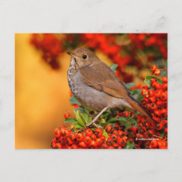 Stunning Hermit Thush Songbird on Pyracantha Vykort