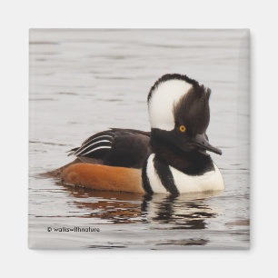 Stunning Hooded Merganser Anka vid dammen Magnet
