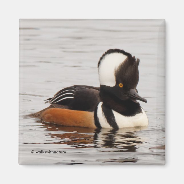 Stunning Hooded Merganser Anka vid dammen Magnet (Framsidan)