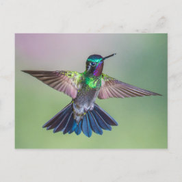 Stunning Hummingbird som flyger i Costa Rica Vykort