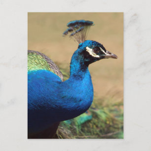 Stunning Indian Peacock Vykort