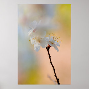 Stunning japansk Apricot Flowers Poster
