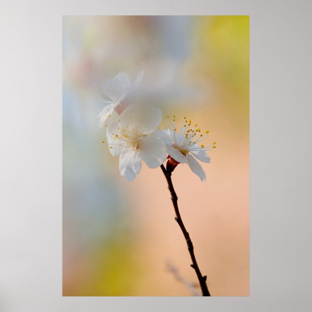 Stunning japansk Apricot Flowers Poster (Framsidan)