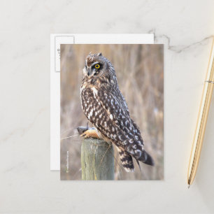 Stunning Kort-Eared Uggla med Vole Vykort