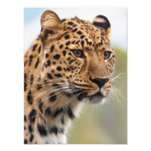 Stunning leopard porträtt