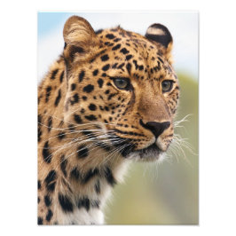 Stunning leopard porträtt fototryck
