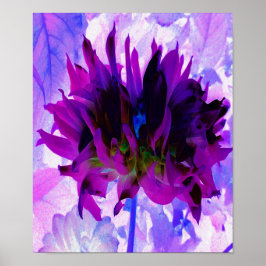 Stunning Lila och Black Cactus Dahlia Poster