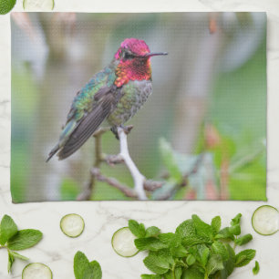 Stunning Male Anna Hummingbird i Plum Träd Kökshandduk