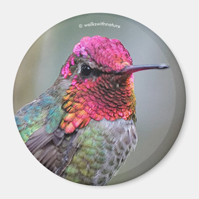 Stunning Male Anna Hummingbird i Plum Träd Magnet (Framsidan)