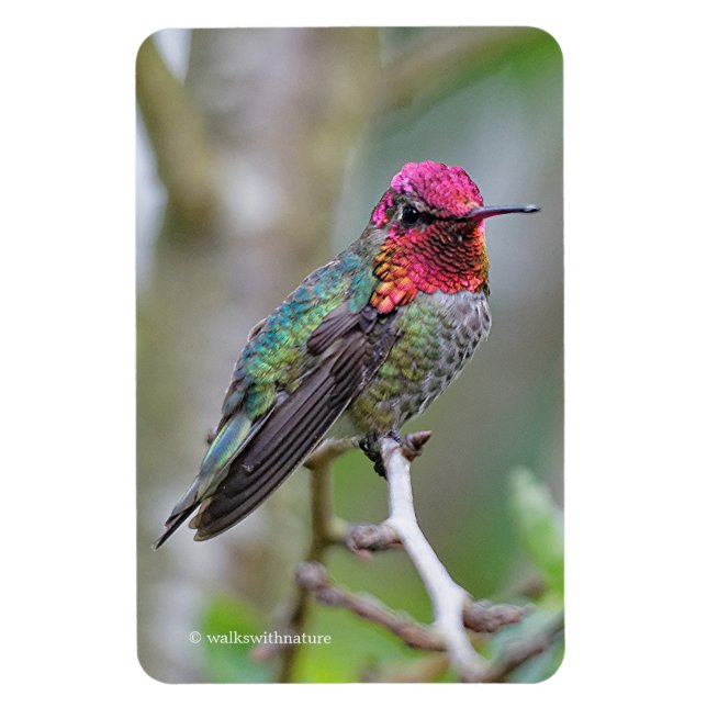 Stunning Male Anna Hummingbird i Plum Träd Magnet (Vertikal)