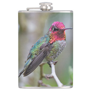 Stunning Male Anna Hummingbird på Plum Träd Fickplunta