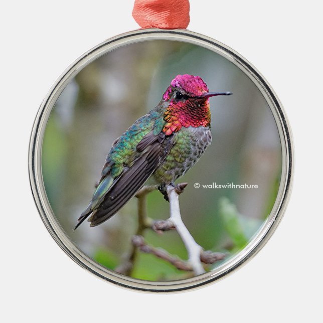 Stunning Male Anna Hummingbird på Plum Träd Julgransprydnad Metall (Framsidan)