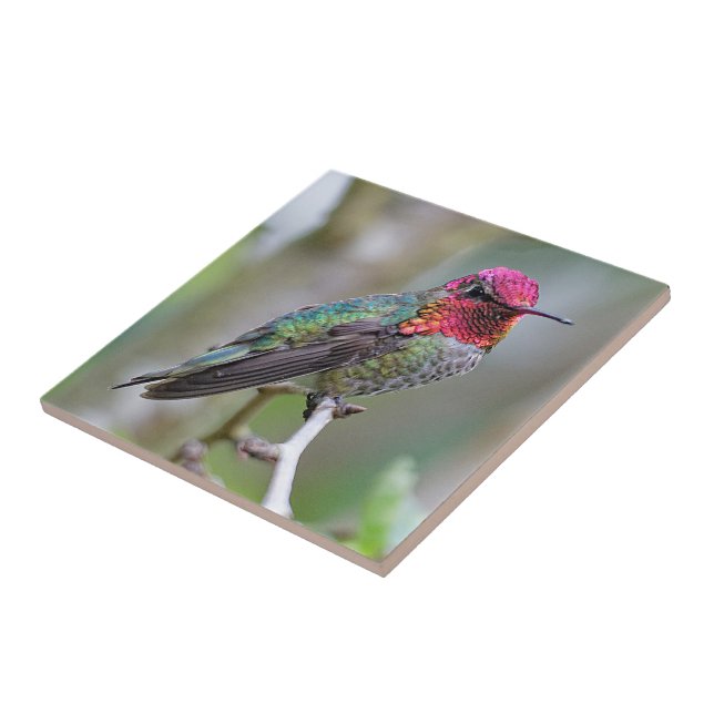 Stunning Male Anna Hummingbird på Plum Träd Kakelplatta (Sidan)