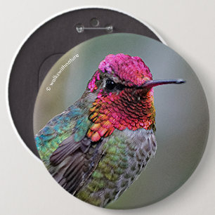 Stunning Male Anna Hummingbird på Plum Träd Knapp