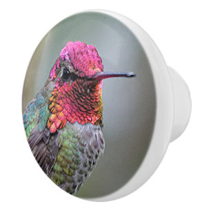 Stunning Male Anna Hummingbird på Plum Träd Knopp