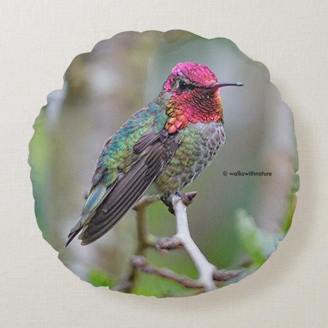 Stunning Male Anna Hummingbird på Plum Träd Rund Kudde (Framsidan)