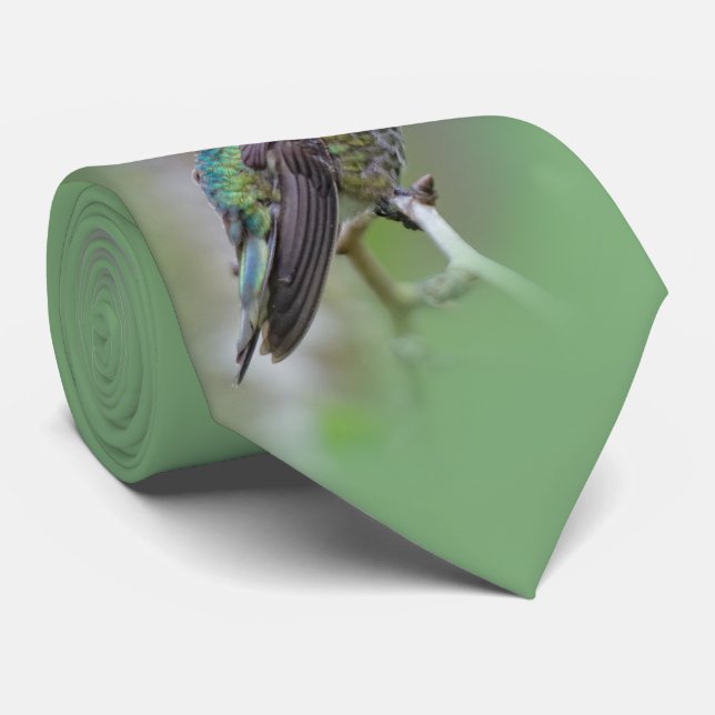 Stunning Male Anna Hummingbird på Plum Träd Slips (Rullad)