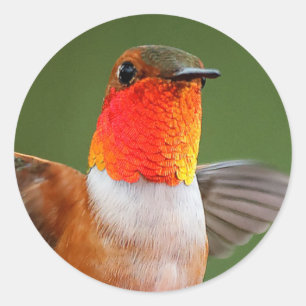 Stunning Male Rufous Hummingbird Runt Klistermärke