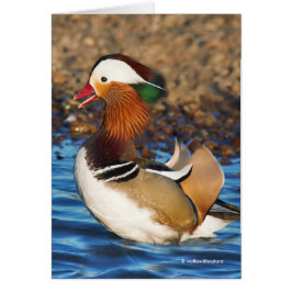 Stunning Mandarin Anka vid Pond Hälsning Hälsningskort