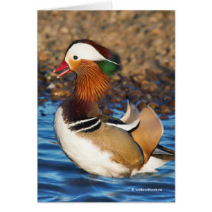 Stunning Mandarin Anka vid Pond Hälsning Hälsningskort