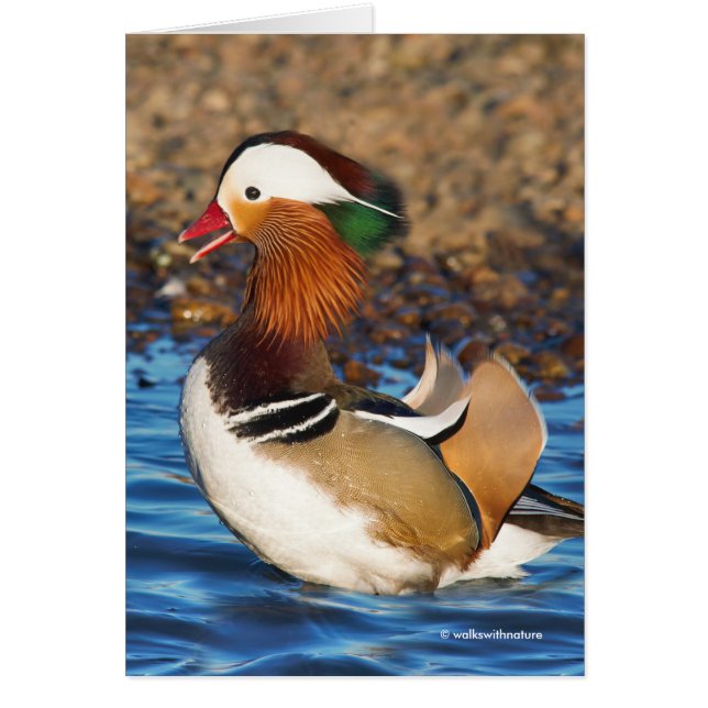 Stunning Mandarin Anka vid Pond Hälsning Hälsningskort (Framsidan)