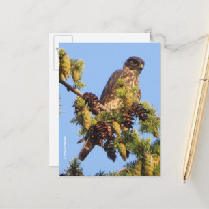 Stunning Merlin Falcon i Gräs Träd Vykort