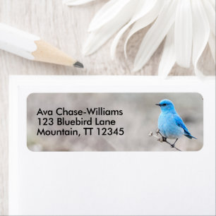 Stunning Mountain Bluebird Songbird på Tansy Returadress Etikett