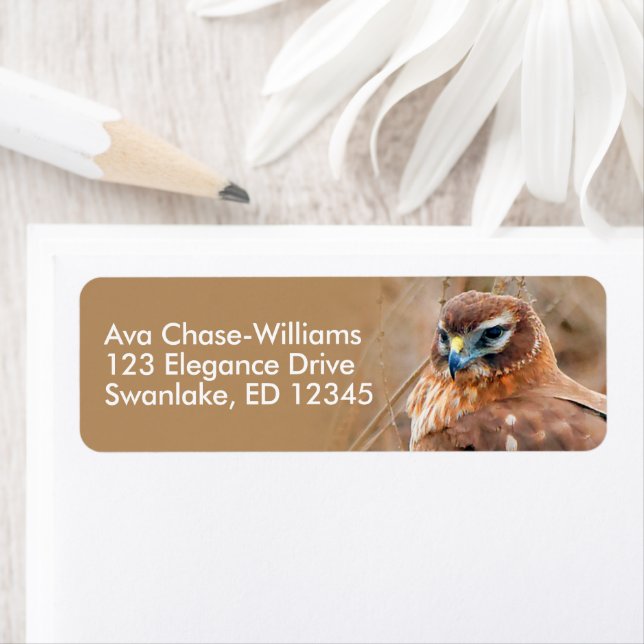 Stunning Northern Harrier Hawk i Marshes Returadress Etikett (Insitu)