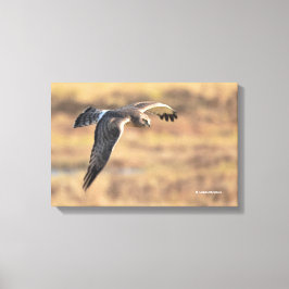 Stunning Northern Harrier på Hunt i Marsh Canvastryck