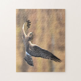 Stunning Northern Harrier på Hunt i Marsh Pussel