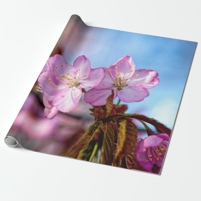 Stunning och Fantastisk Sakura Flowers Presentpapper (Utrullad)