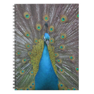 Stunning Peacock Anteckningsbok Med Spiral