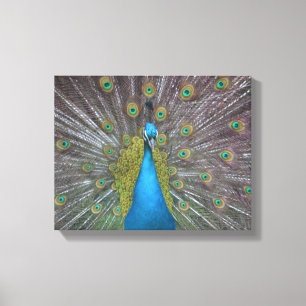 Stunning Peacock Canvastryck