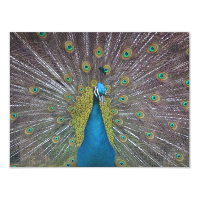 Stunning Peacock Fototryck (Framsidan)