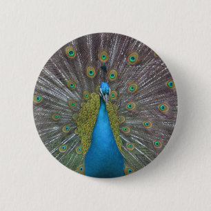 Stunning Peacock Knapp