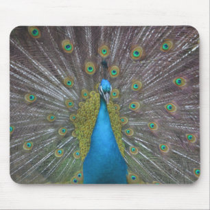 Stunning Peacock Musmatta