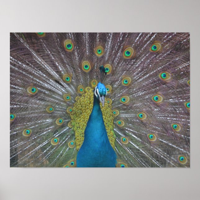 Stunning Peacock Poster (Framsidan)