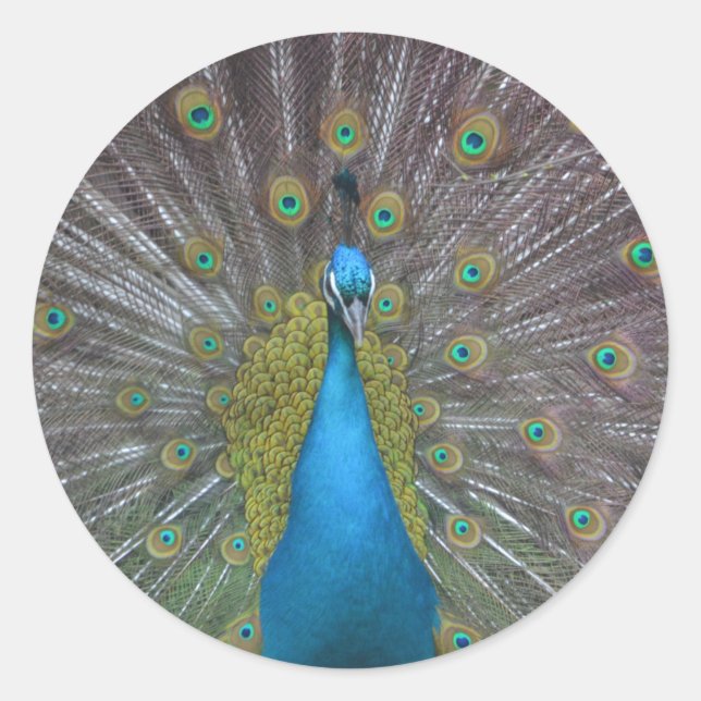Stunning Peacock Runt Klistermärke (Framsida)