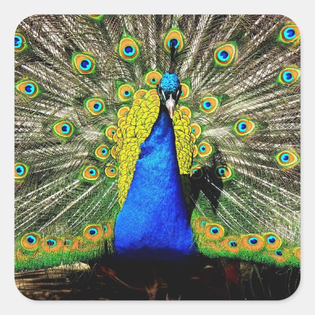 Stunning Peacock Stickers Fyrkantigt Klistermärke (Framsida)
