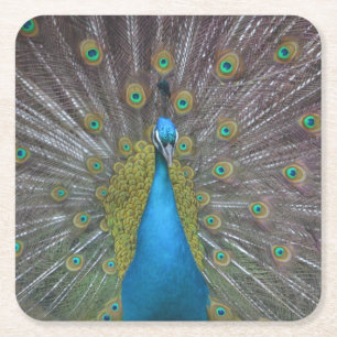 Stunning Peacock Underlägg Papper Kvadrat