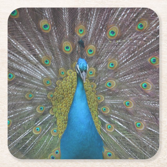 Stunning Peacock Underlägg Papper Kvadrat (Framsidan)