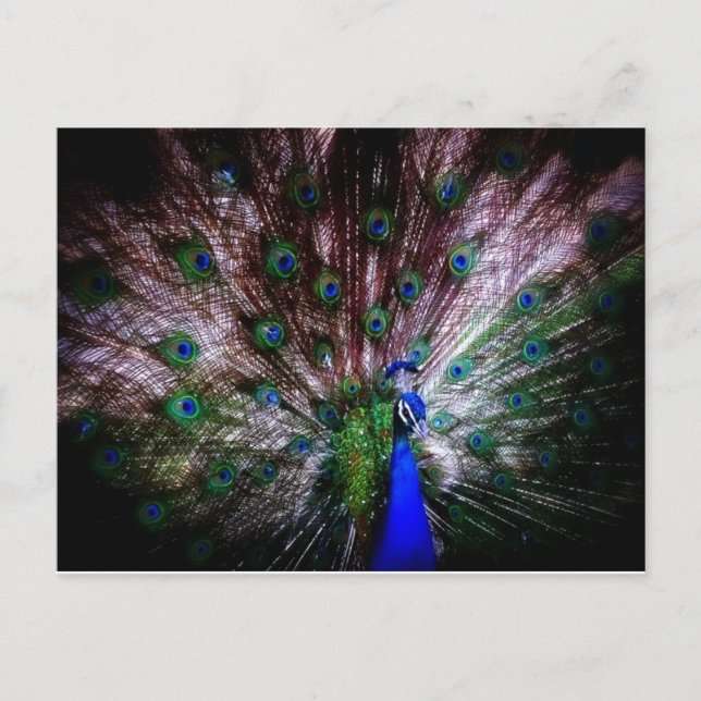 Stunning Peacock, vykort (Framsida)