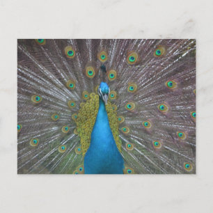 Stunning Peacock Vykort