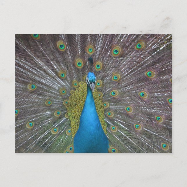 Stunning Peacock Vykort (Framsida)