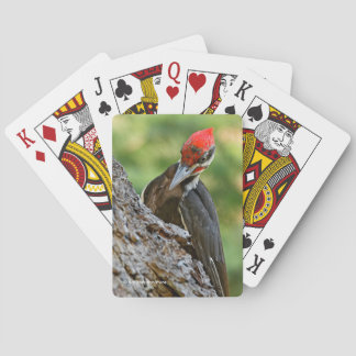 Stunning Portrait of Pileated Woodpecker on Tree Casinokort