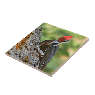 Stunning Portrait of Pileated Woodpecker on Tree Kakelplatta