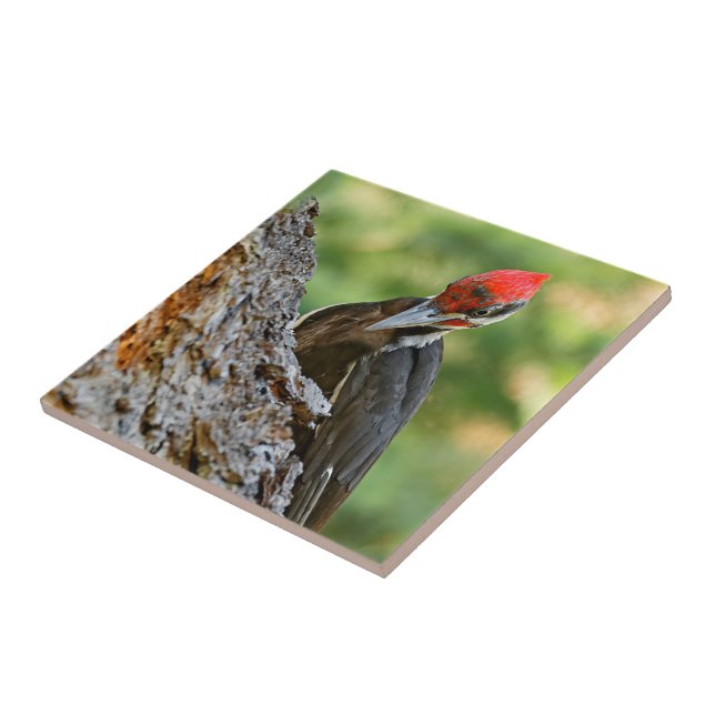 Stunning Portrait of Pileated Woodpecker on Tree Kakelplatta (Sidan)