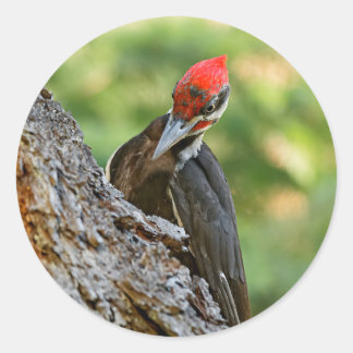 Stunning Portrait of Pileated Woodpecker on Tree Runt Klistermärke