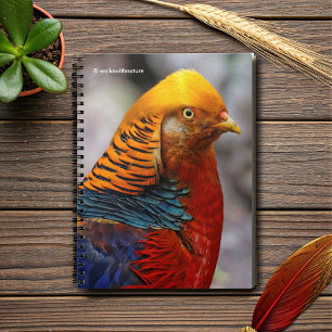 Stunning Profile of a Red Golden Pheasant Anteckningsbok Med Spiral